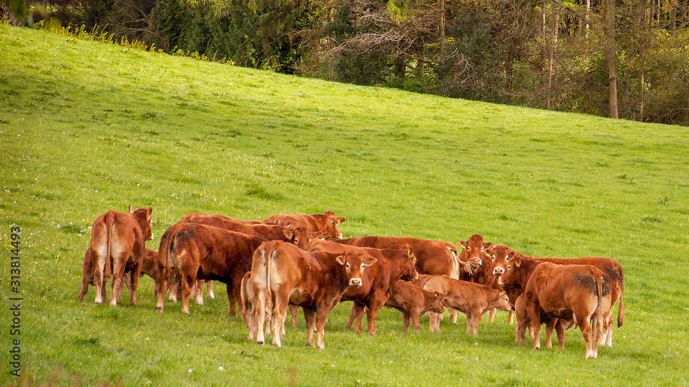 Cattle grazing in the countryside