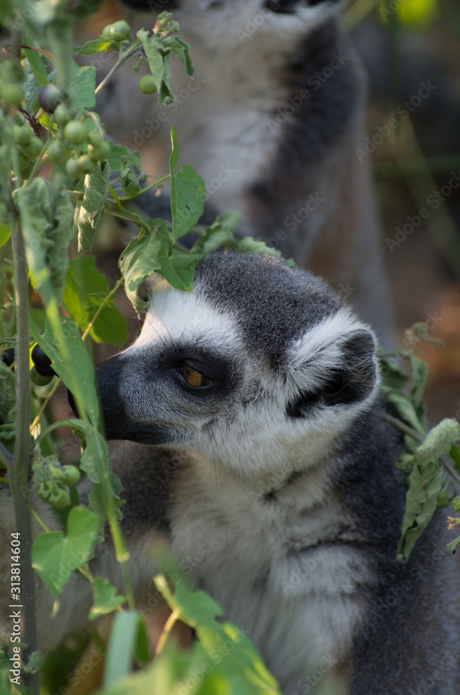 Fototapeta premium lemur