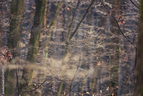 Early spring forest background with tree branches and fresh buds, natural abstract wallpaper © larauhryn
