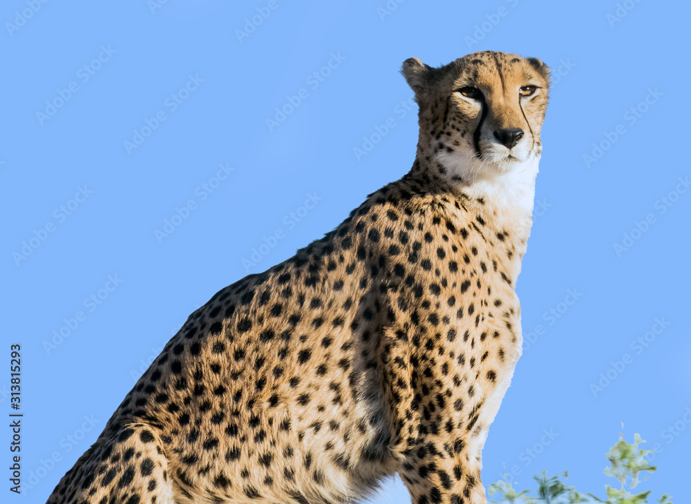 Wild Animal Cheetah or Tiger in Jungle Wild Animal Cheetah or Tiger in Jungle