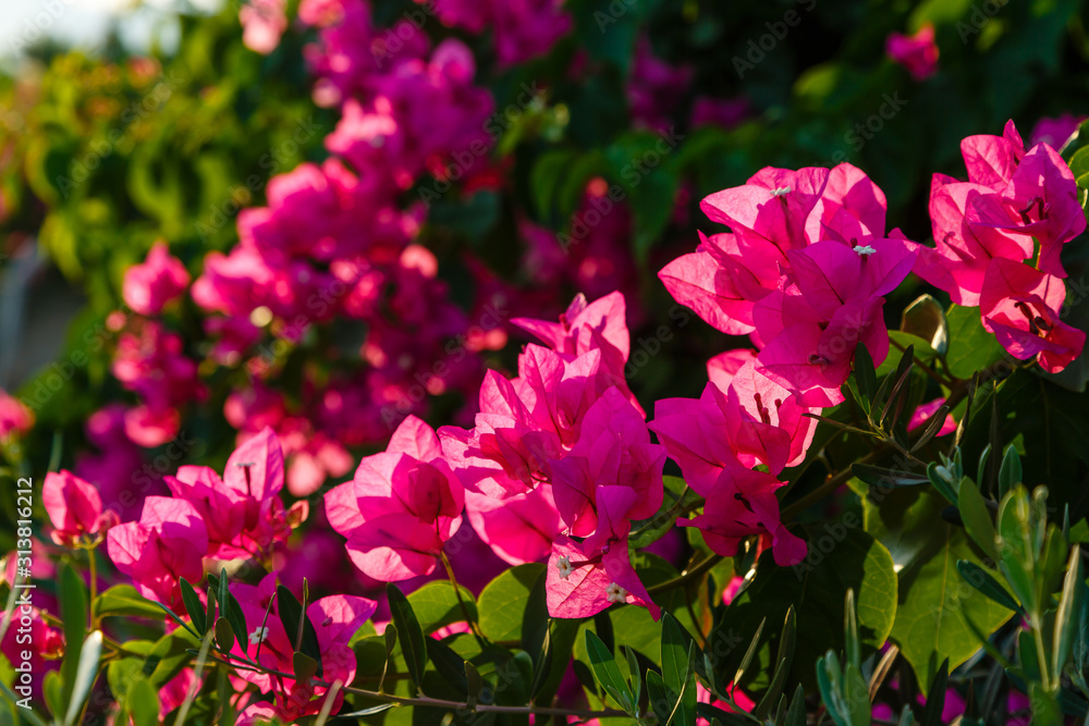 Blooming bougainvillea flowers background. Bright pink magenta bougainvillea flowers as a floral background. Bougainvillea flowers texture and background. Close-up view Bougainvillea tree with flowers Blooming bougainvillea flowers background. Bright pink magenta bougainvillea flowers as a floral background. Bougainvillea flowers texture and background. Close-up view Bougainvillea tree with flowers
