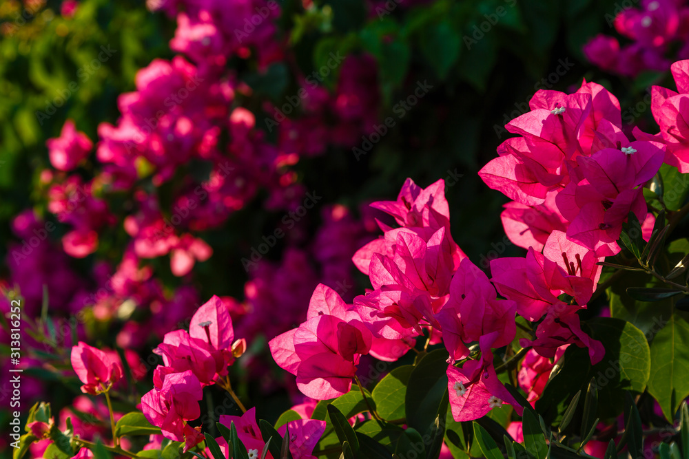 Blooming bougainvillea flowers background. Bright pink magenta bougainvillea flowers as a floral background. Bougainvillea flowers texture and background. Close-up view Bougainvillea tree with flowers Blooming bougainvillea flowers background. Bright pink magenta bougainvillea flowers as a floral background. Bougainvillea flowers texture and background. Close-up view Bougainvillea tree with flowers