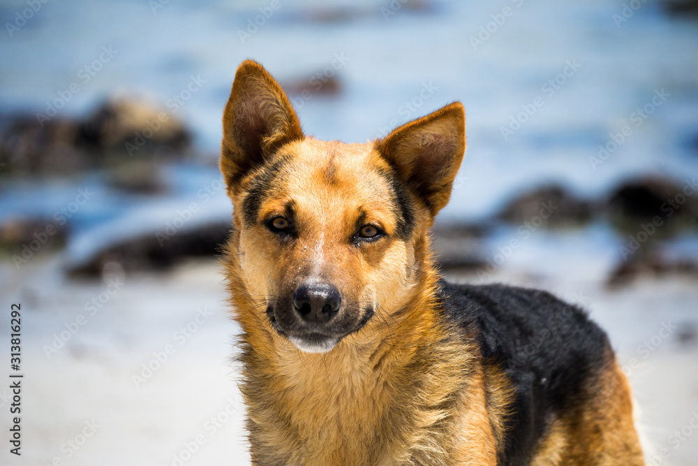 portrait of a dog portrait of a dog