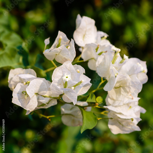Blooming bougainvillea flowers background. White bougainvillea flowers as a floral background. Bougainvillea flowers texture and background. Close-up view Bougainvillea tree with flowers