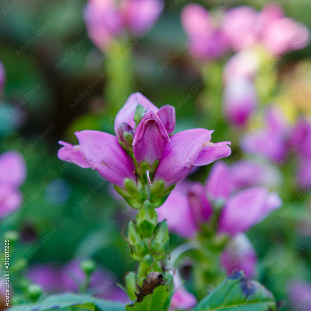 Red turtlehead (Chelone obliqua) blooming in a garden. Exotic plants in the garden. Purple flowers.