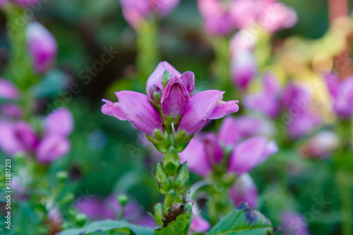 Red turtlehead  Chelone obliqua  blooming in a garden. Exotic plants in the garden. Purple flowers.