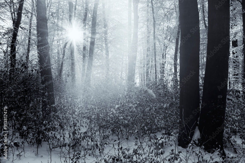 Fototapeta premium sun shining in cold winter forest with snow