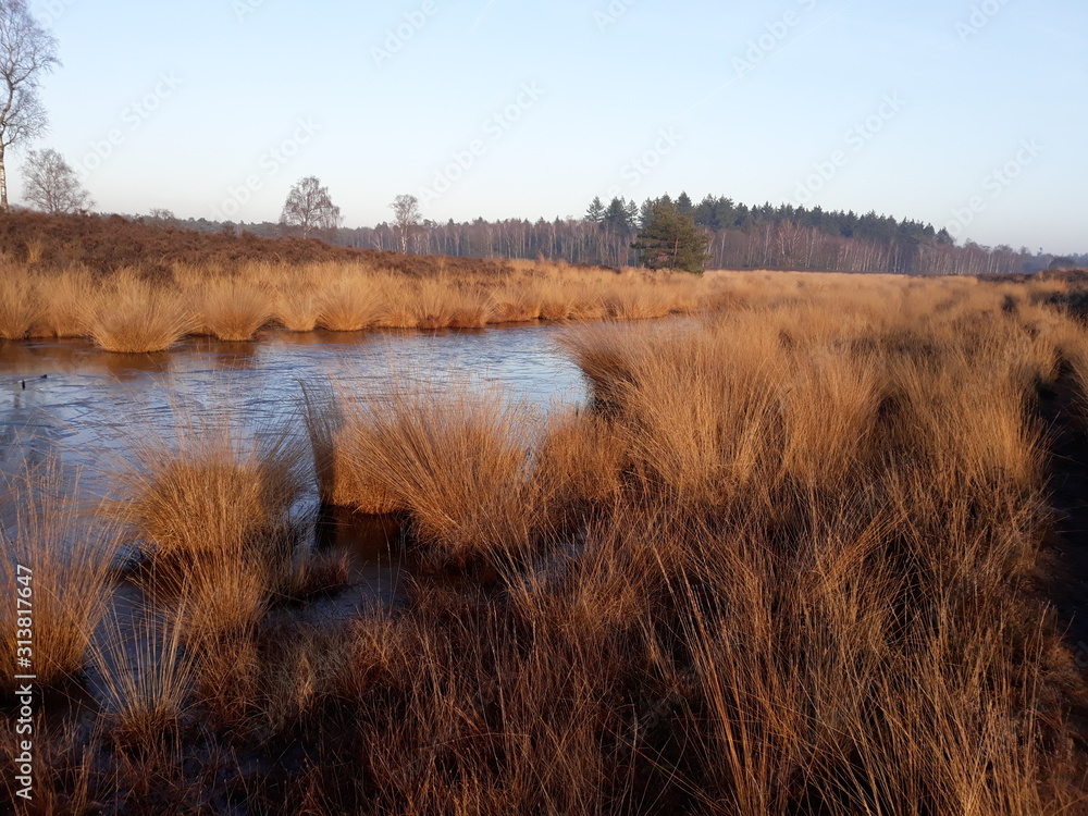 frozen pond with grass overgrow