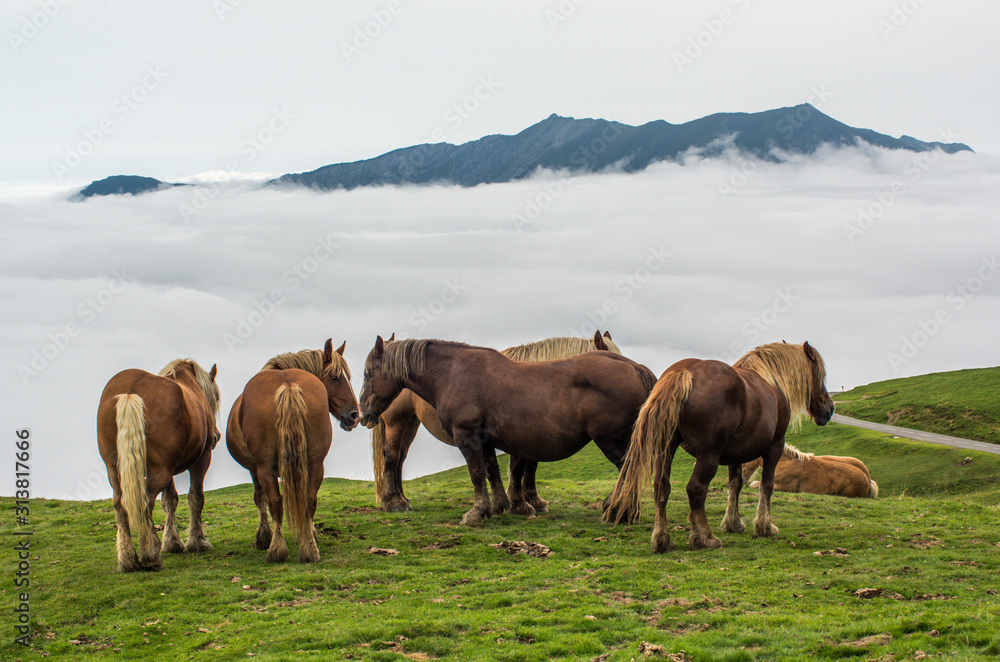 horse herd on misty mountain meadows horse herd on misty mountain meadows