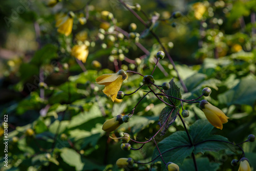 Wallpaper Mural Kirengeshoma palmata blooming in garden. Yellow Wax Bells (Kirengeshoma palmata) in a shady garden Torontodigital.ca