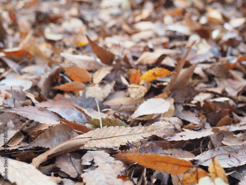 枯葉に覆われた秋の小径