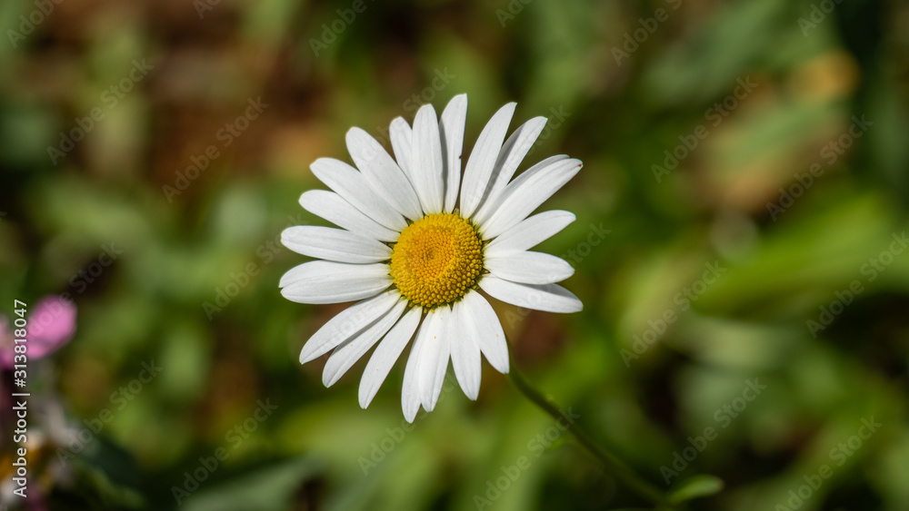 Daisy with white petals green background on a sunny day Daisy with white petals green background on a sunny day