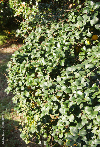 leaves of Ternstroemia gymnanthera in daylight