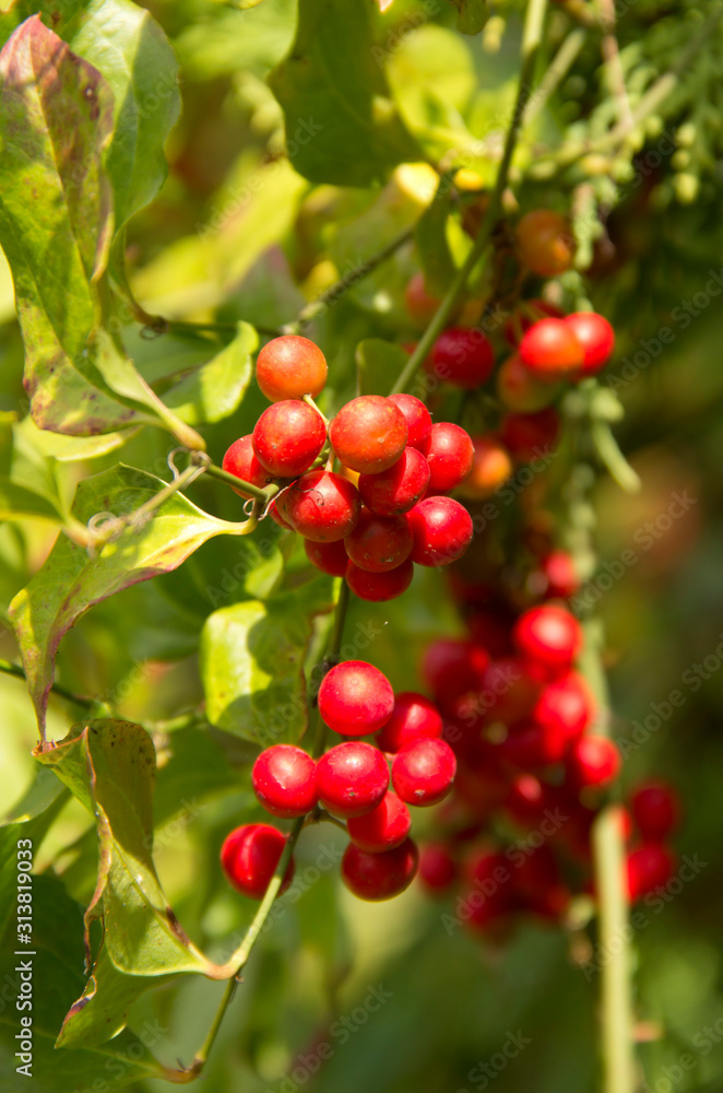 the bright red berries of Lonicera tatarica.