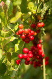 the bright red berries of Lonicera tatarica.