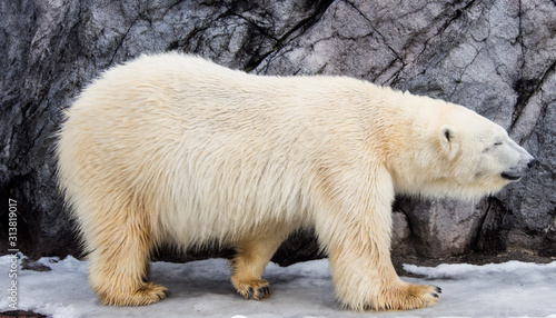 Side view of a Polar Bear 