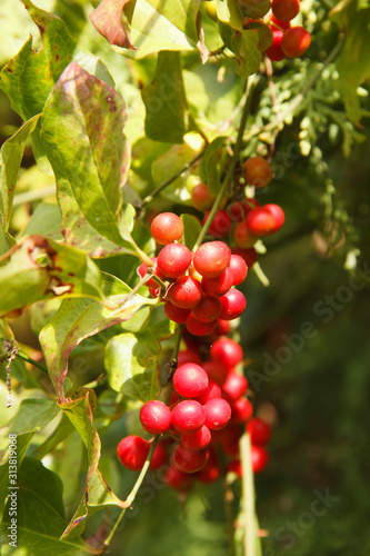 the bright red berries of Lonicera tatarica.