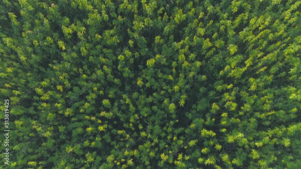 Aerial: Large Hemp Marijuana Field Drone Fly-Over Aerial: Large Hemp Marijuana Field Drone Fly-Over