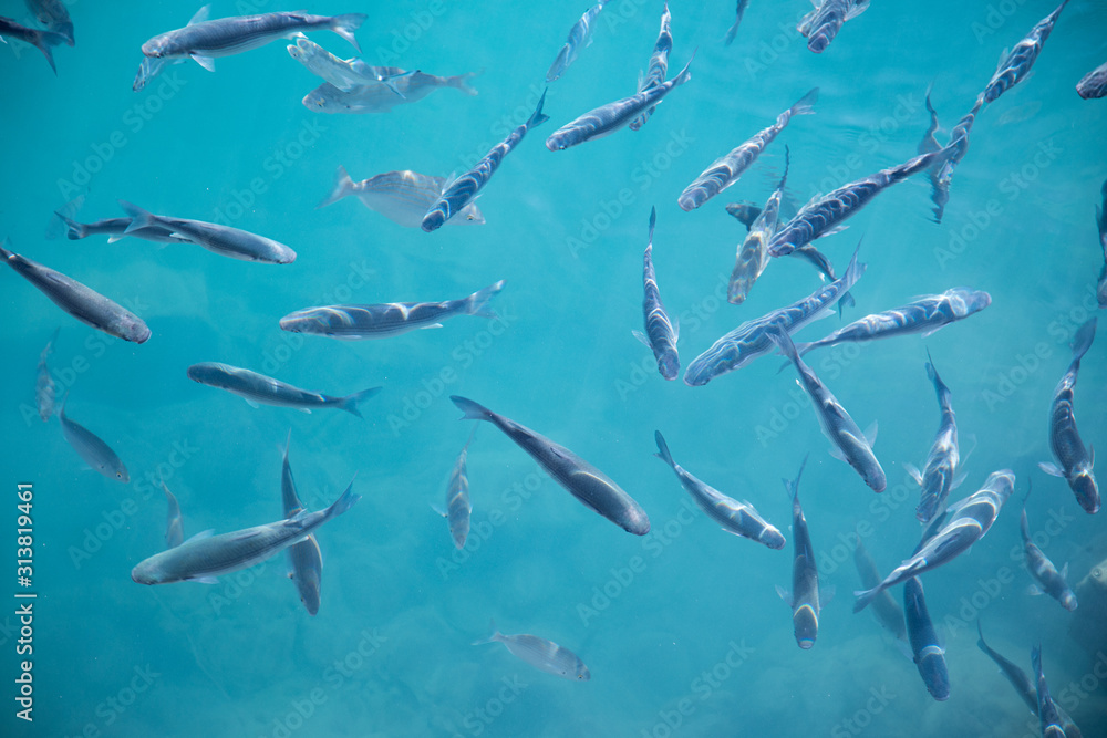 A group of fishes swimming in the clear seawater on the surface in a harbour - Shoal of fish - blue azure aquamarine turquoise - animals in wilde life sea water nature A group of fishes swimming in the clear seawater on the surface in a harbour - Shoal of fish - blue azure aquamarine turquoise - animals in wilde life sea water nature
