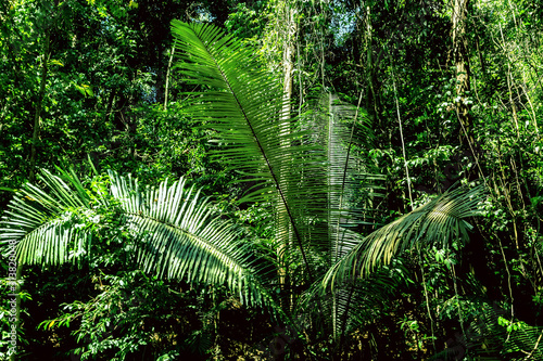 background rainforest nature