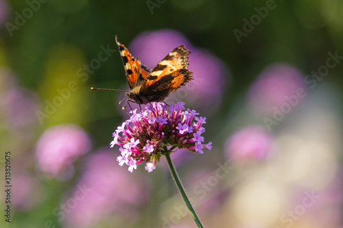 Verbena bonariensis flowers (Argentinian Vervain or Purpletop Vervain, Clustertop Vervain, Tall Verbena, Pretty Verbena) in garden. Beautiful butterfly collects nectar on the flowers of verbena. photo