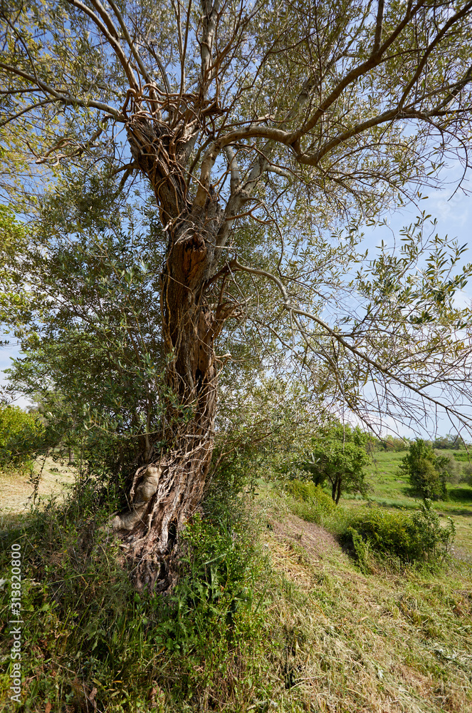 old olive tree