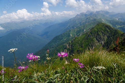 Beautiful mountain landscape in summer. Mountains with flowering Alpine plants.