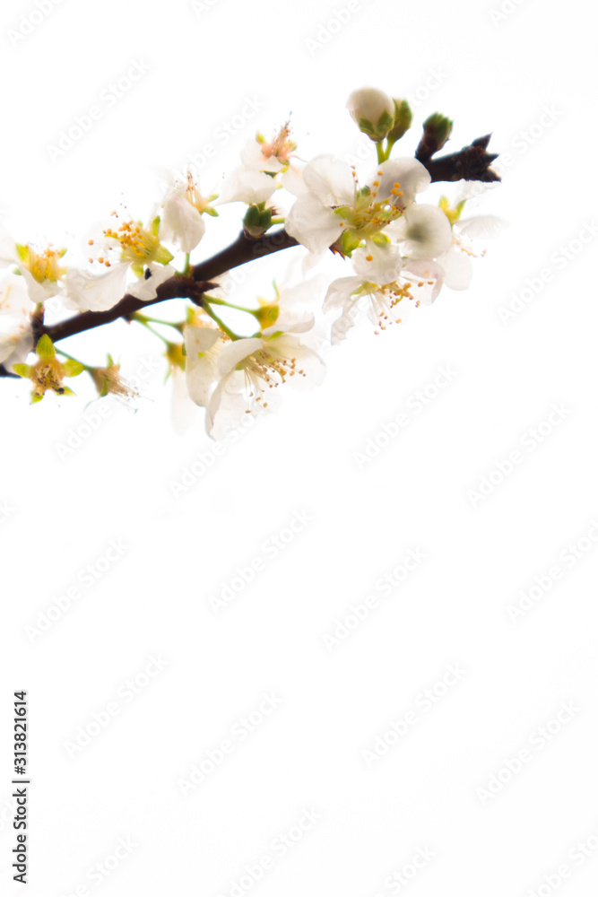 Obraz premium the fresh and color plum flower