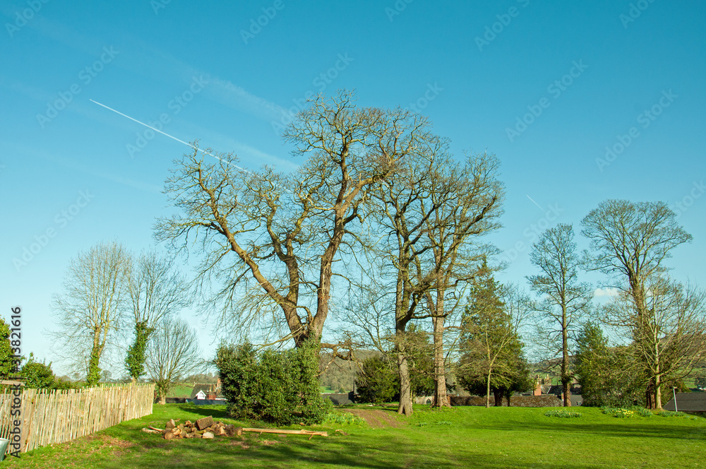 Springtime trees in Ross-on-Wye, Herefordshire, England Springtime trees in Ross-on-Wye, Herefordshire, England