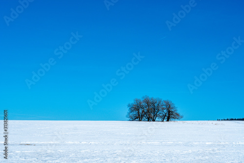 winter landscape with tree