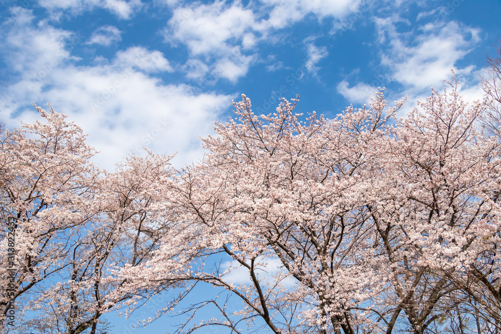 青空を背景に満開の桜の花