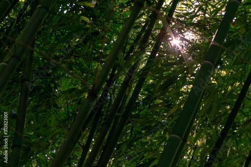 Sun glare in a bamboo grove