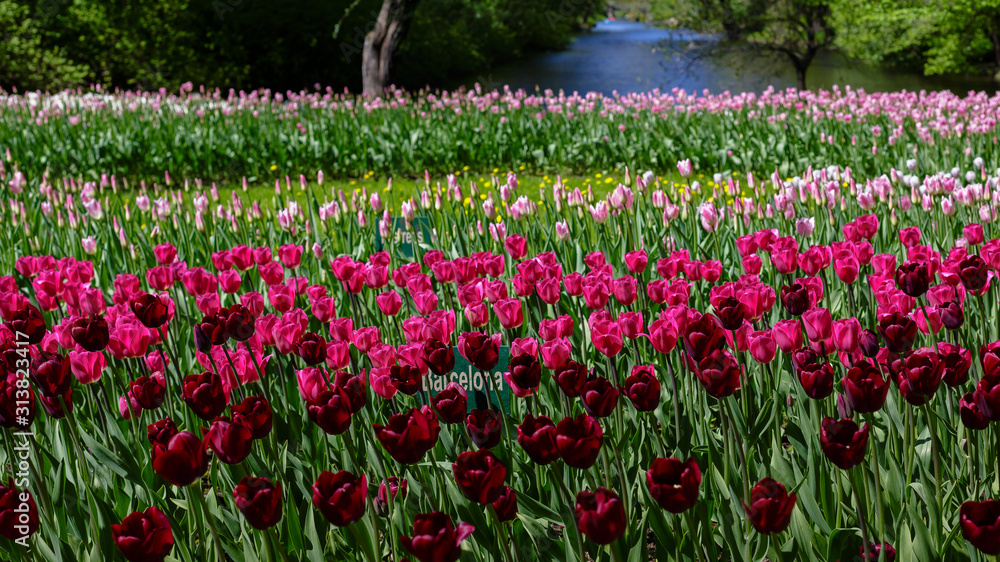 Fototapeta premium Beautiful tulips in the garden. Bulbous plants in the garden.