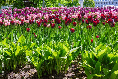 Fototapeta Naklejka Na Ścianę i Meble -  Beautiful tulips in the garden. Bulbous plants in the garden.
