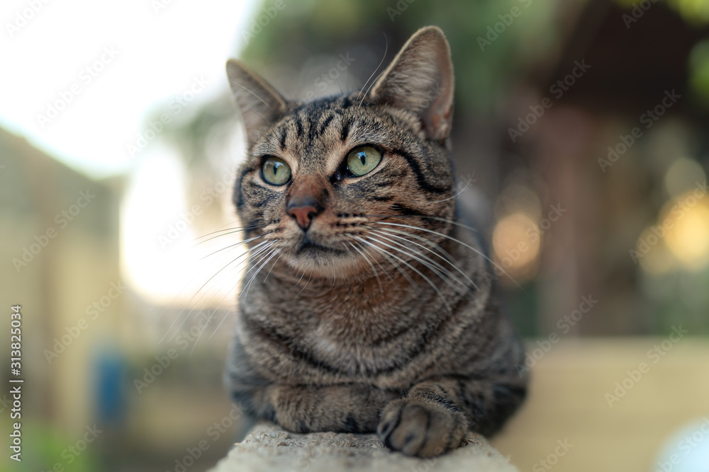 gato gris de ojos grises descansa sobre la baranda del jardín y mira hacia arriba
