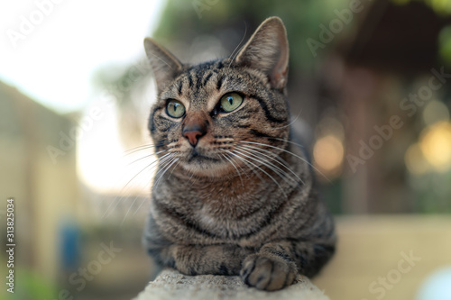 gato gris de ojos grises descansa sobre la baranda del jardín y mira hacia arriba