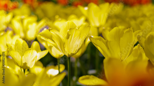 Yellow and orange tulips in the garden. Bulbous plants in the garden.