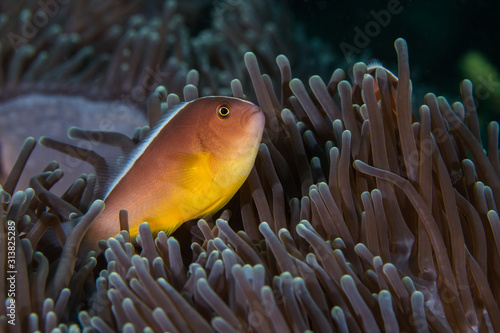 Nosestripe anemonefish or Skunk clownfish (Amphiprion akallopisos) hiding in it's anemone close up side view. photo