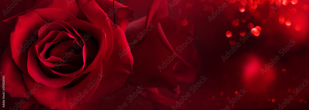 Red roses background - obrazy, fototapety, plakaty 