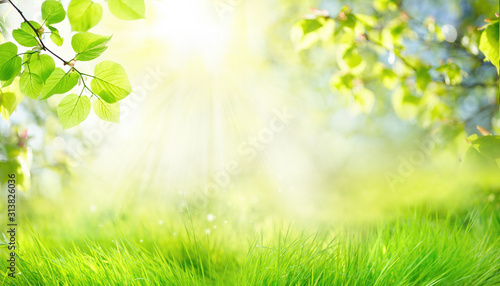 Fototapeta Naklejka Na Ścianę i Meble -  Spring summer background with frame of grass and leaves on nature. Juicy lush green grass on meadow in morning sunny light outdoors, copy space, soft focus, defocus background.