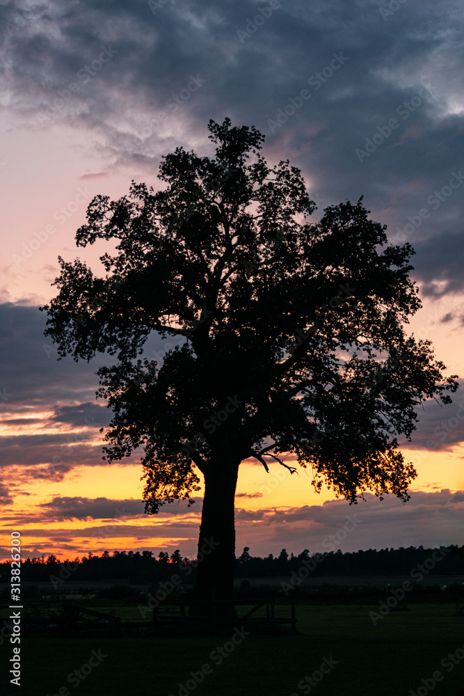 Silhouette of a knotty oak tree against a pink and orange sunset sky