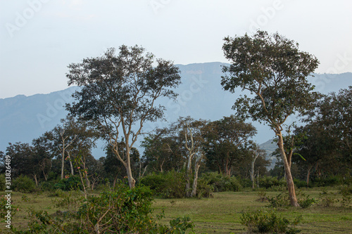 View of the trees in the forest area along Masinagudi, Mudumalai National Park, Tamil Nadu - Karnataka State border, India. photo
