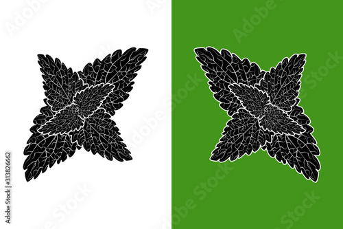 Catnip leaves black silhouette isolated on white and green background. Nepeta, catswort or catmint leaves flat icon, sign or symbol. Herb and spice plant for essential oils, ayurvedic medicine. Vector
