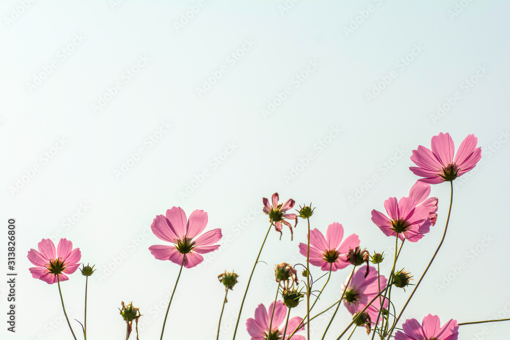 Pink cosmos flowers on the sky background Pink cosmos flowers on the sky background