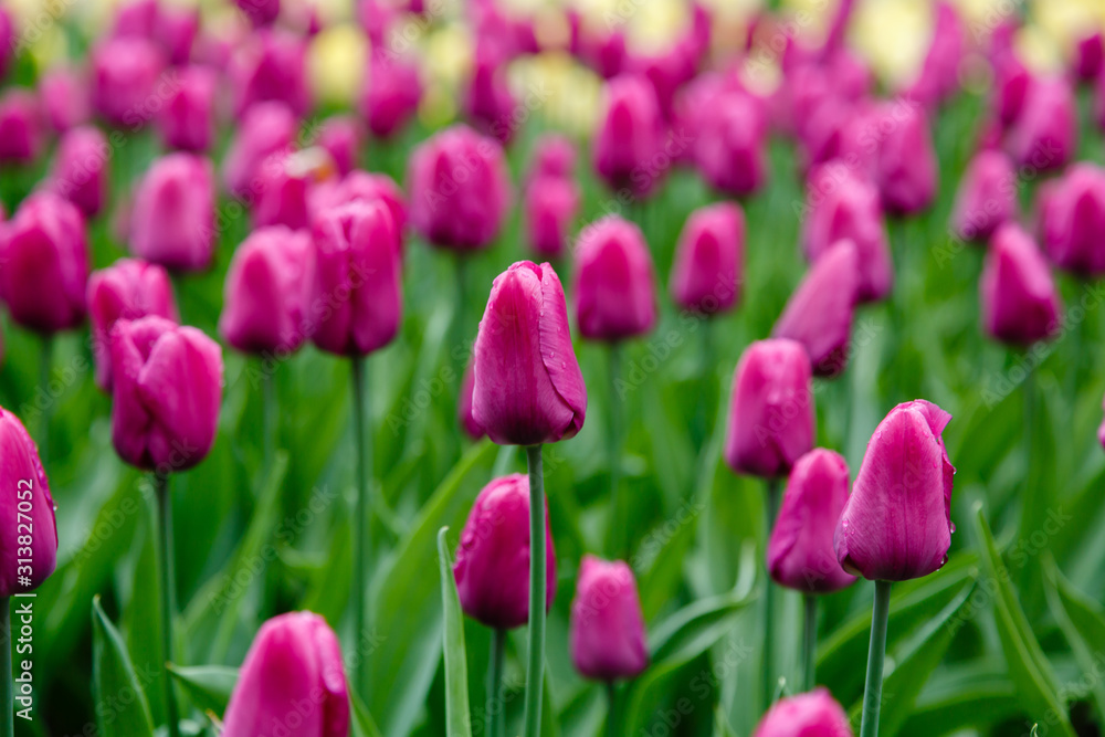 Beautiful purple tulips in the garden, sort Purple Prince. Bulbous plants in the garden. Beautiful purple tulips in the garden, sort Purple Prince. Bulbous plants in the garden.