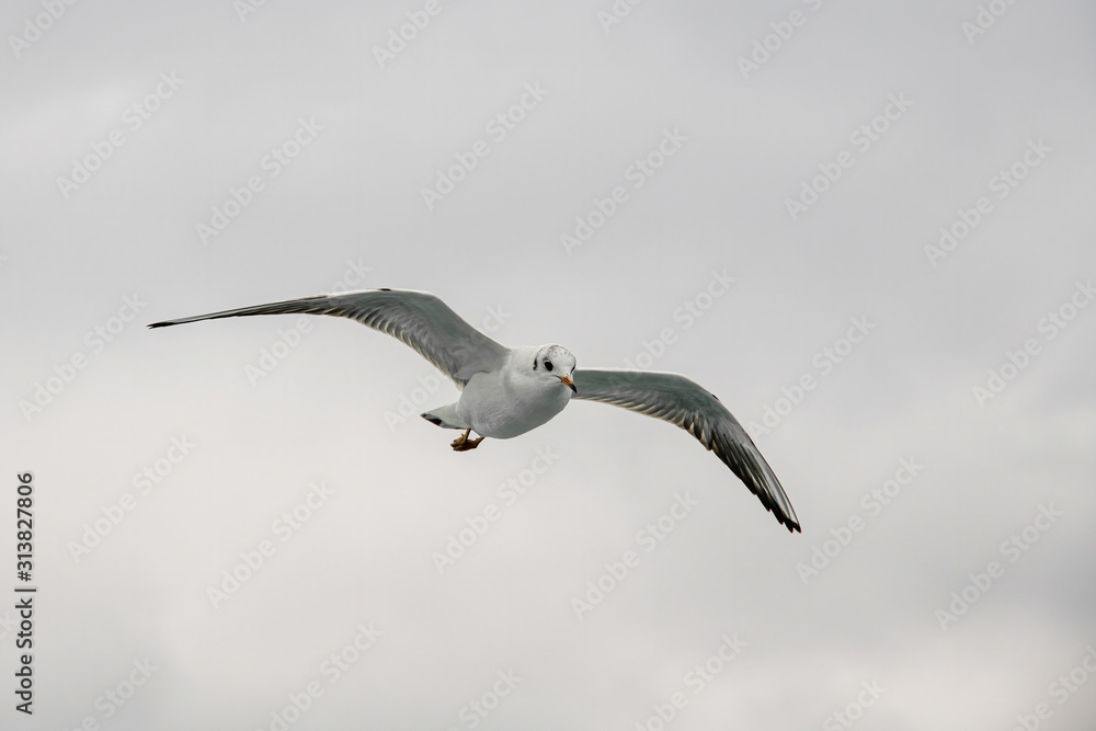 Black headed Gull (Larus ridibundus) in flight close up Black headed Gull (Larus ridibundus) in flight close up
