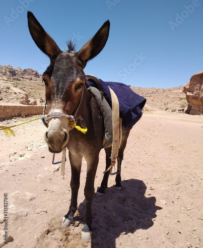 Donkey in Petra Town, Jordan July 3th 2019