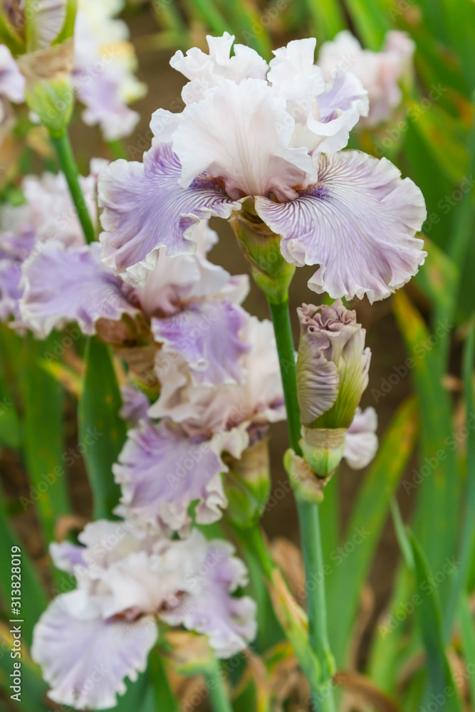 Bearded iris flower with stand petals and falls petals/ Iris Flowers (Family Iridaceae) 