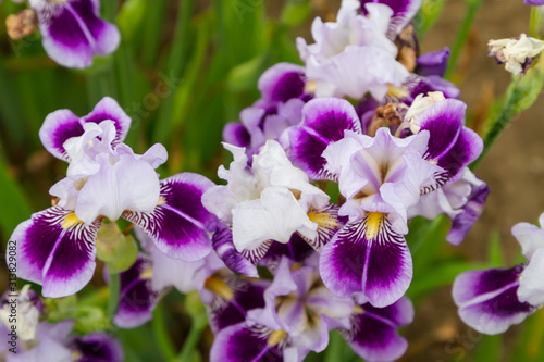 Bearded iris flower with stand petals and falls petals  Iris Flowers  Family Iridaceae  