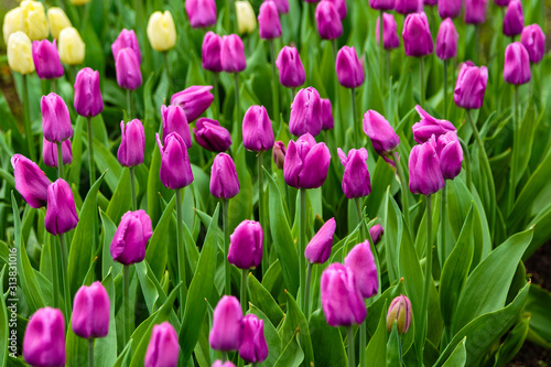 Purple tulips in the garden  sort Blue Beauty. Bulbous plants in the garden.